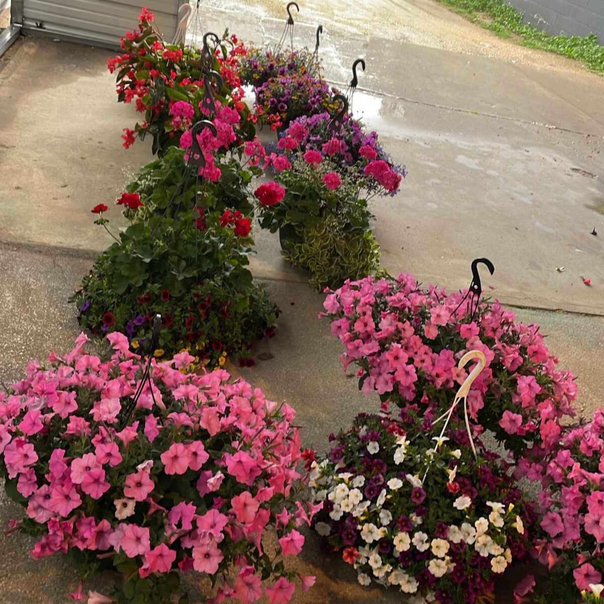 Hanging flower baskets