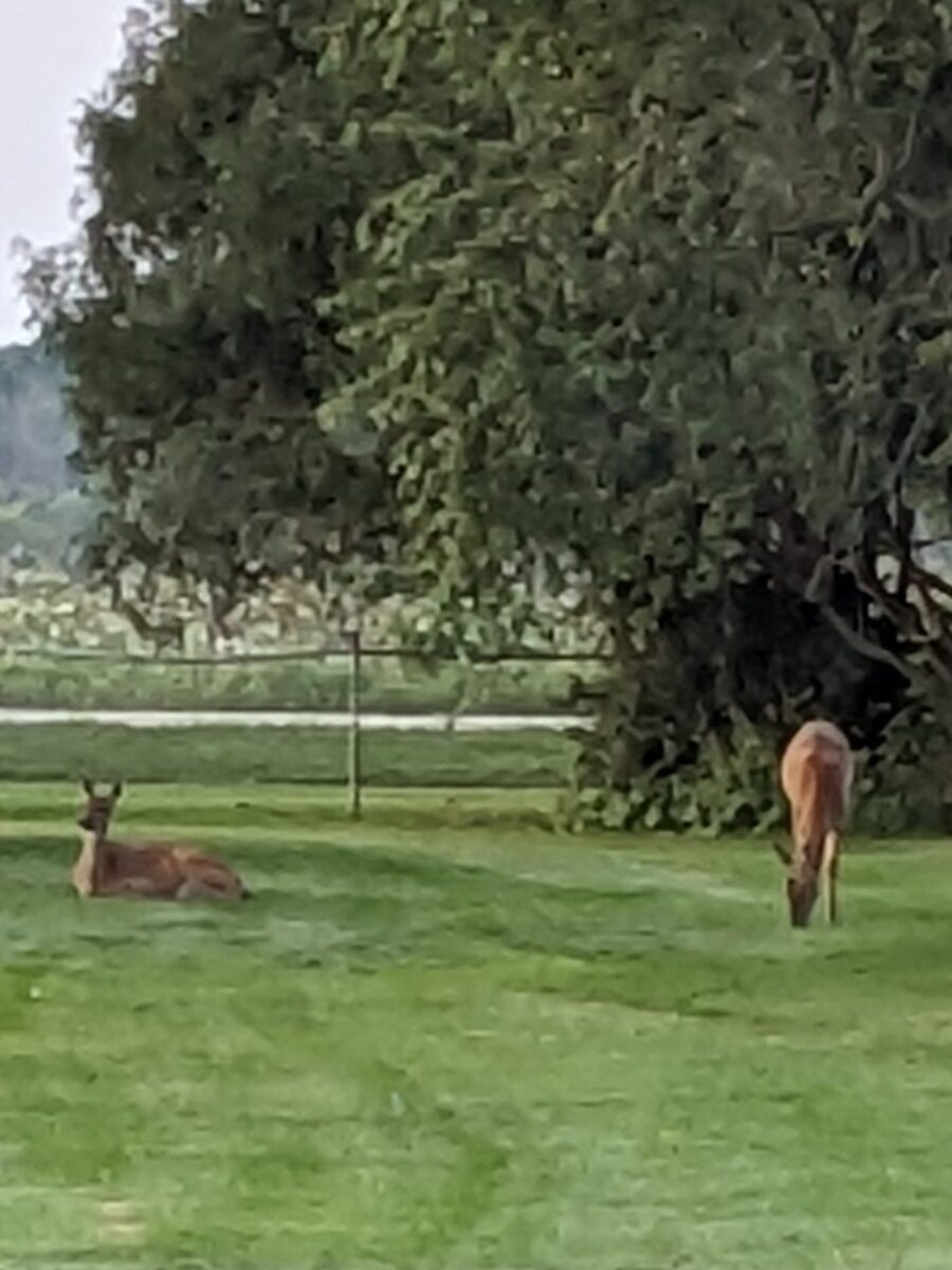 Two deer at the cemetery