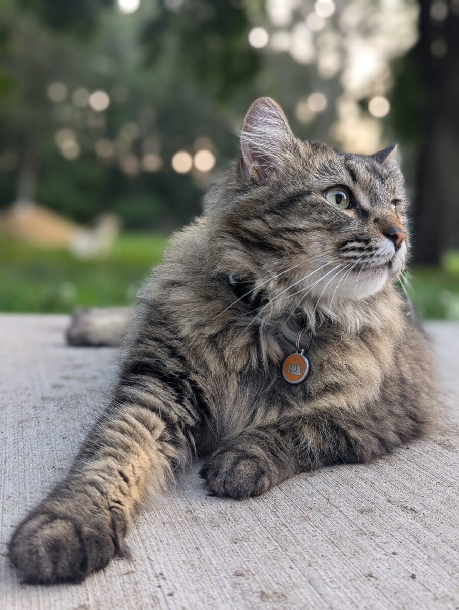 A cat lounging outside